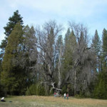 Giant black oak near Mather - photo courtsey of Paul Detman