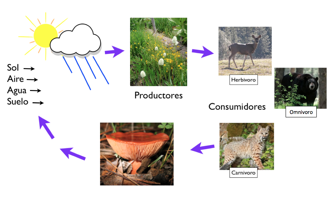 foodchain