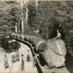 Photo from early days of logging in local mountains... a colossal sugar pine, but even larger trees were cut in many portions of the forest. (train log photo)