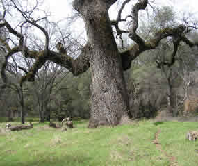 Valley Oak near Standard