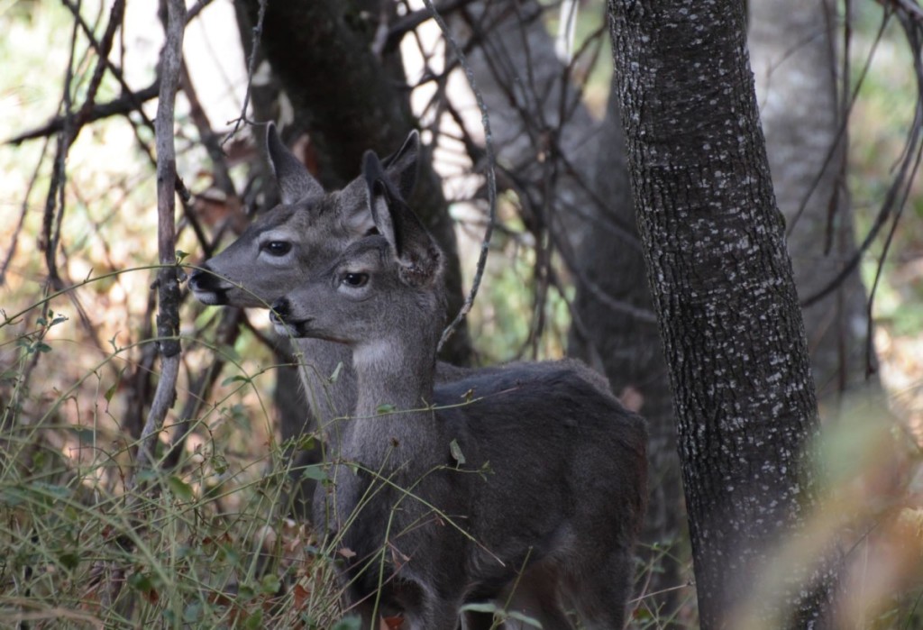 Mule Deer