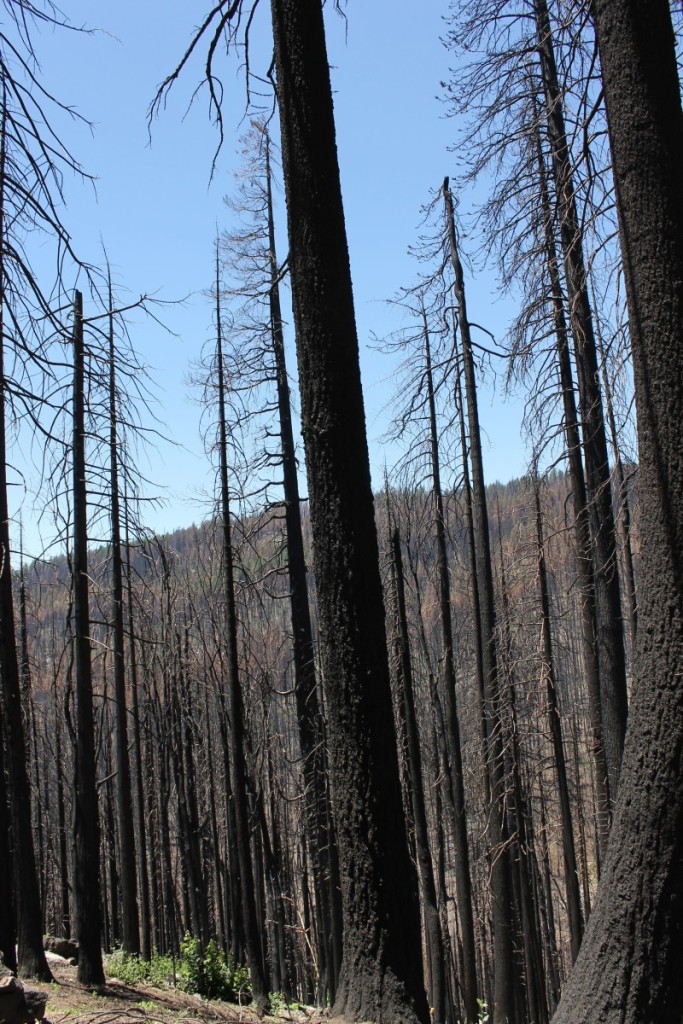 High severity rim fire burn