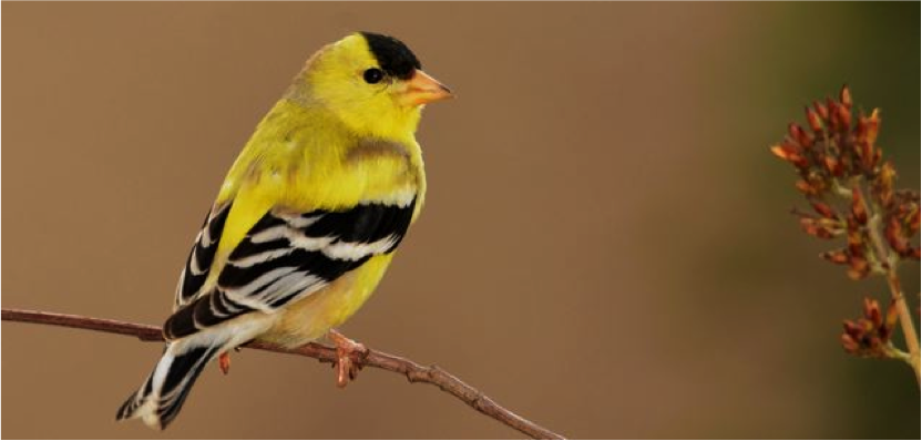 Goldfinch, It’s time to enjoy the sounds and colors of spring 