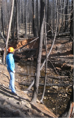 Julia standing next to severely burned Corral Creek after the Rim fire