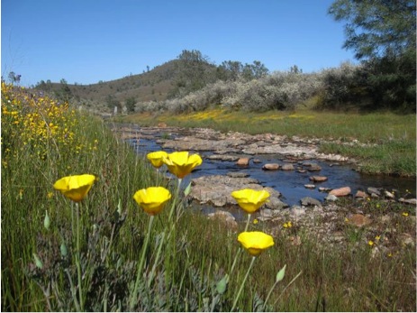 Springtime is bloomtime in the foothills