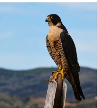 Peregrine Falcon