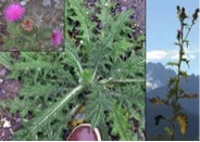 bullthistle