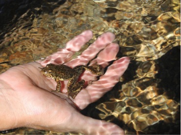 Sierra Nevada Yellow Legged Frog