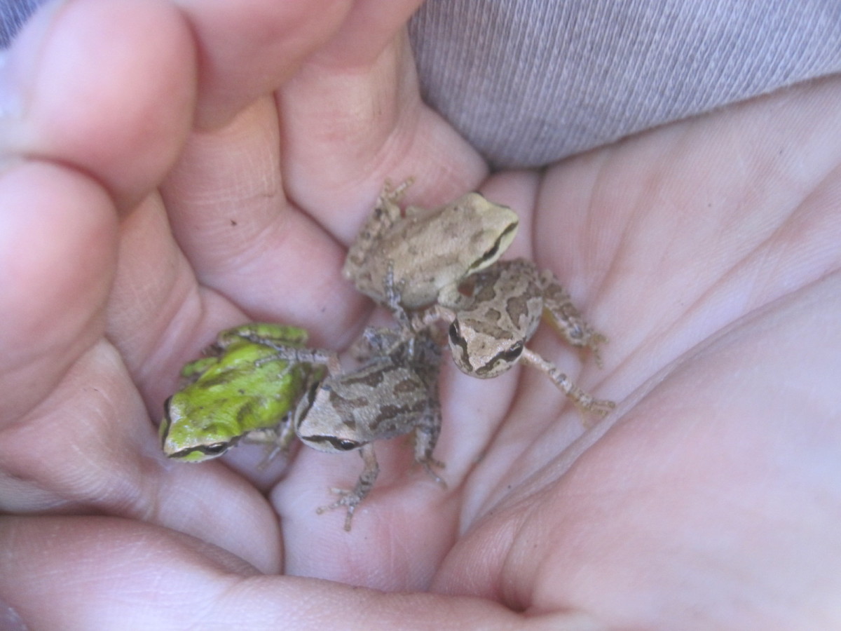 Pacific Chorus Frog