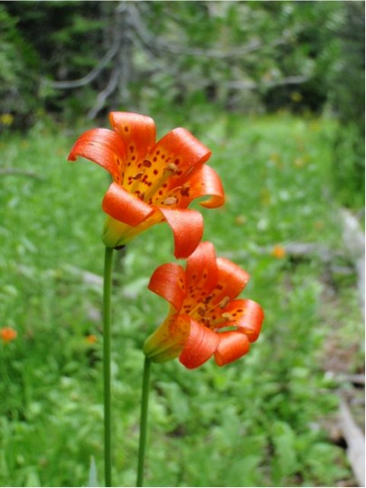 Lilies
