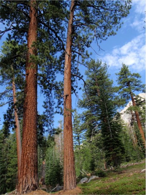 Trees