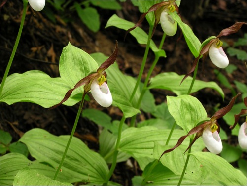 Mountain Ladys Slipper Orchid