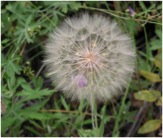 Seedhead