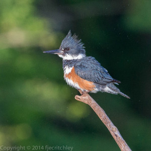 Female belted kingfisher