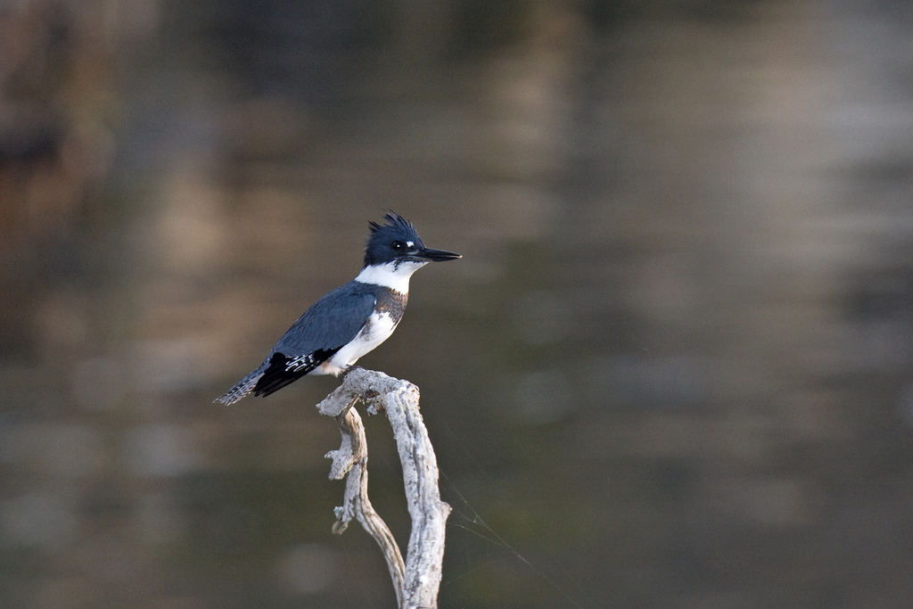 Male belted kingfisher
