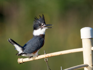 Belted kingfisher. photo courtesy of John Benson (source: Flickr).