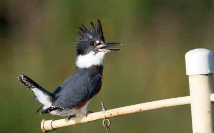 Belted kingfisher. photo courtesy of John Benson (source: Flickr).