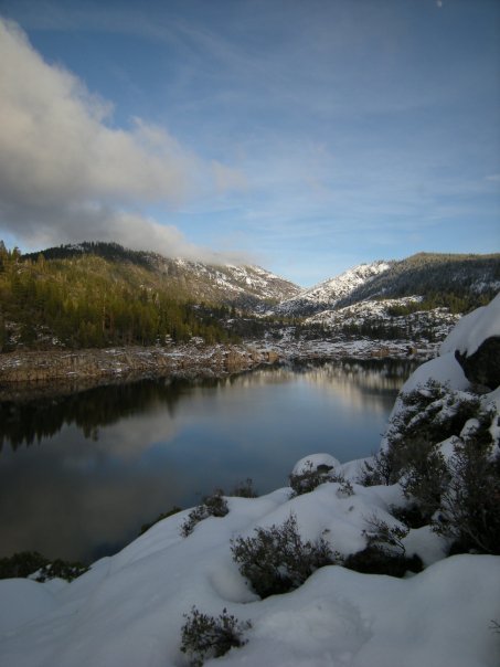 snow pinecrest