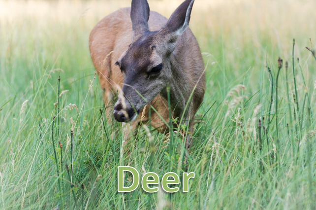 Build a Food Chain Game Biology Diagrams