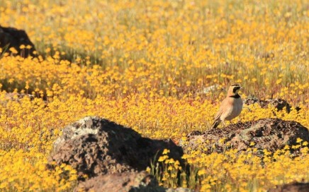 Horned Lark