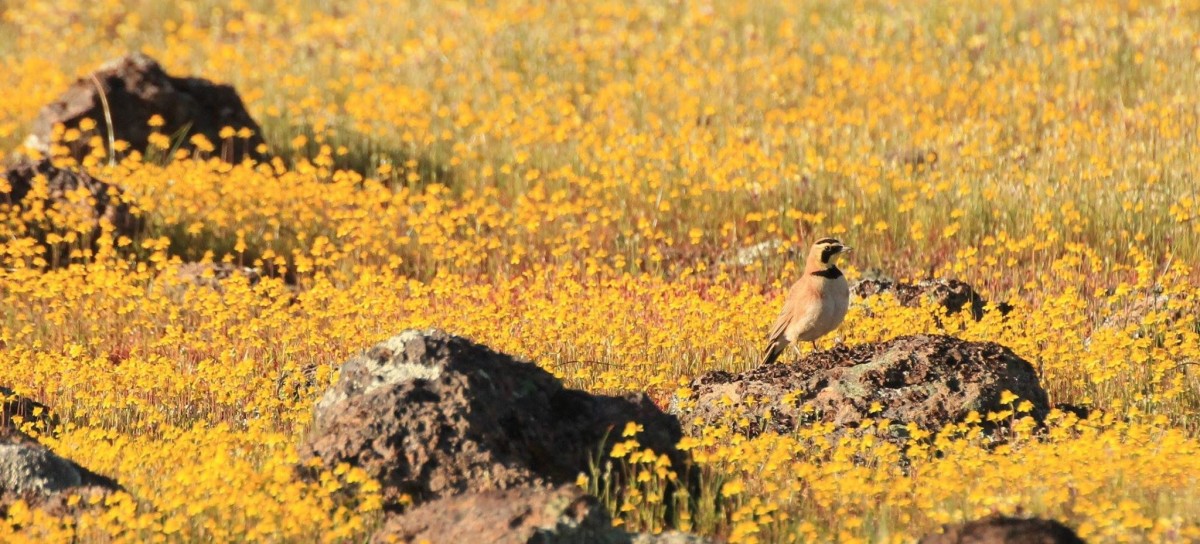 Horned Lark