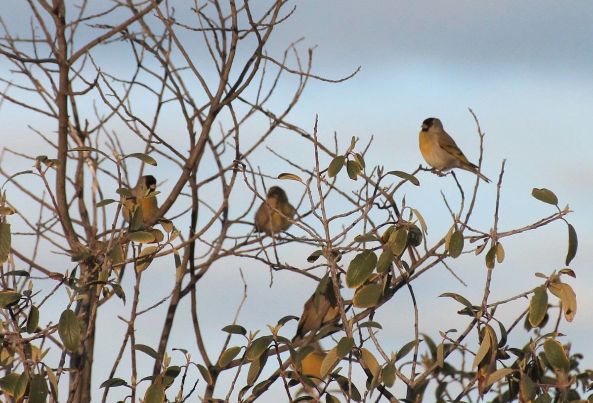 Lawrence's goldfinch