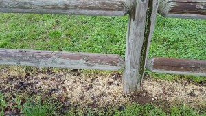 This photo was taken by my cousin Brenda Snider.  Solution was applied at noon after the dew was gone from the grass. Results were visible in 2 days with yellowing and the grass was fully dead in four days.  Vinegar and sodium chloride was also used here. 