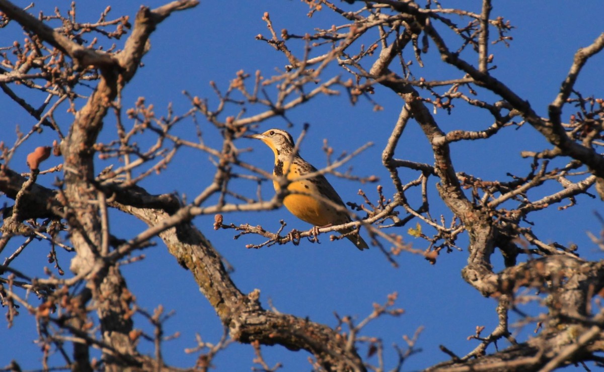 Western Meadowlark