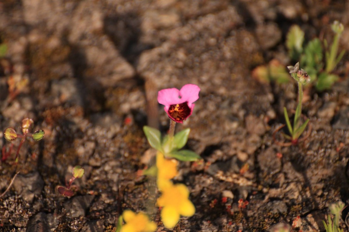 Monkeyflower