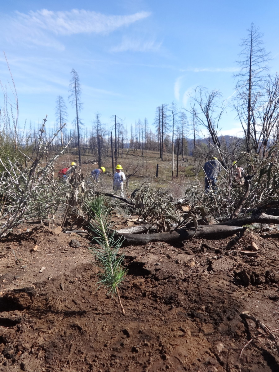 seedling rim fire reforestation