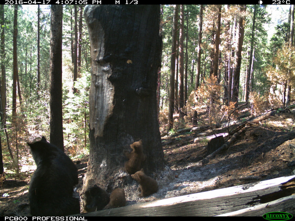 black bear mama with four cubs