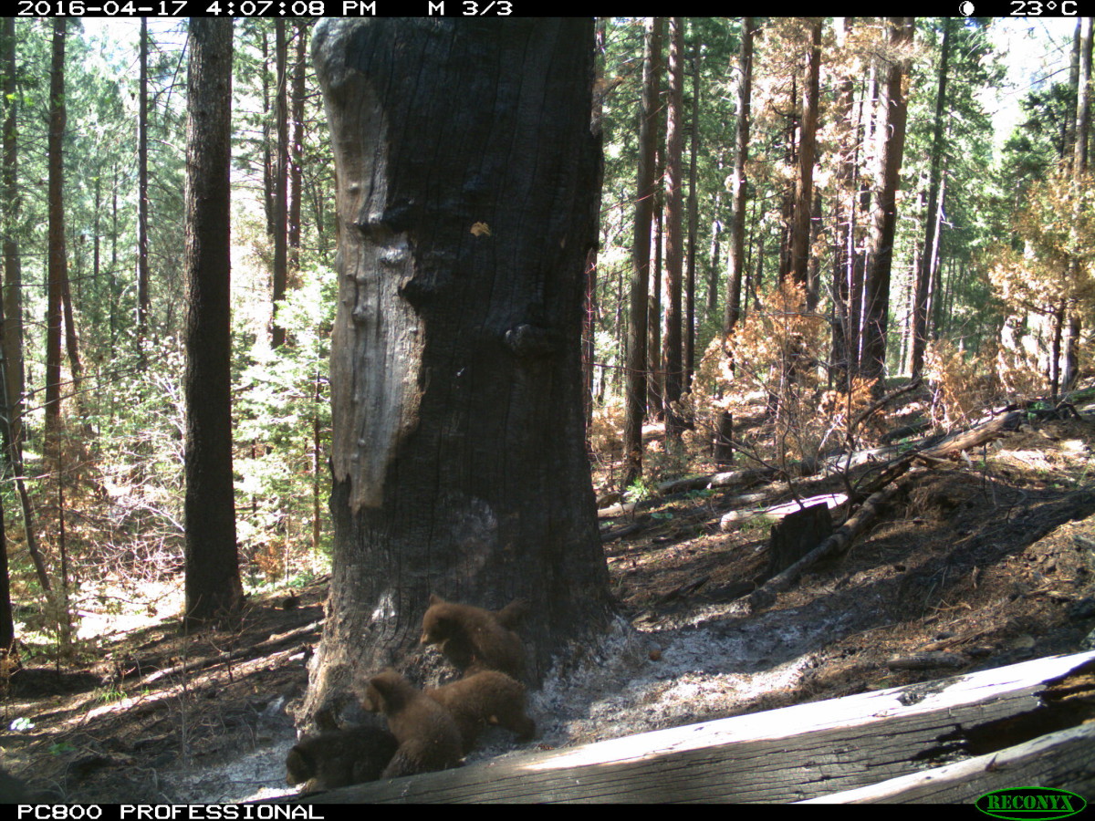 four black bear cubs