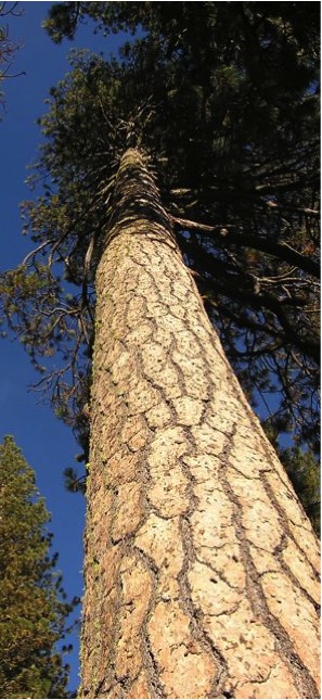 big tree