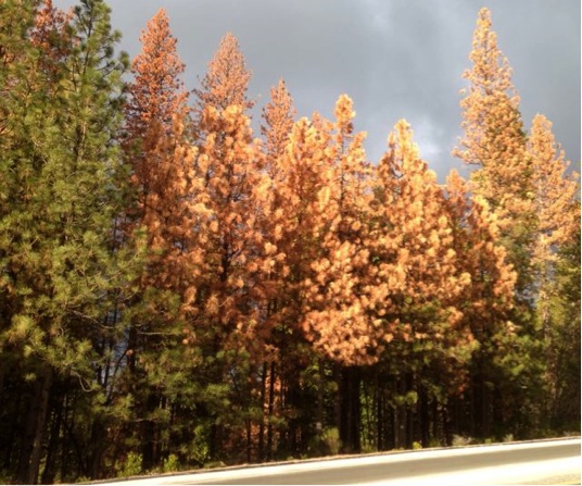 tree mortality sierra nevada