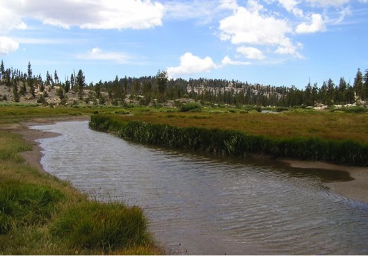 water meadow high country