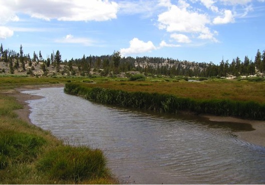 water meadow high country