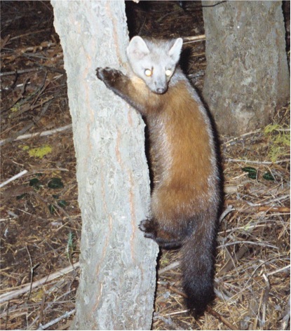 marten