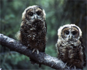 spotted owls