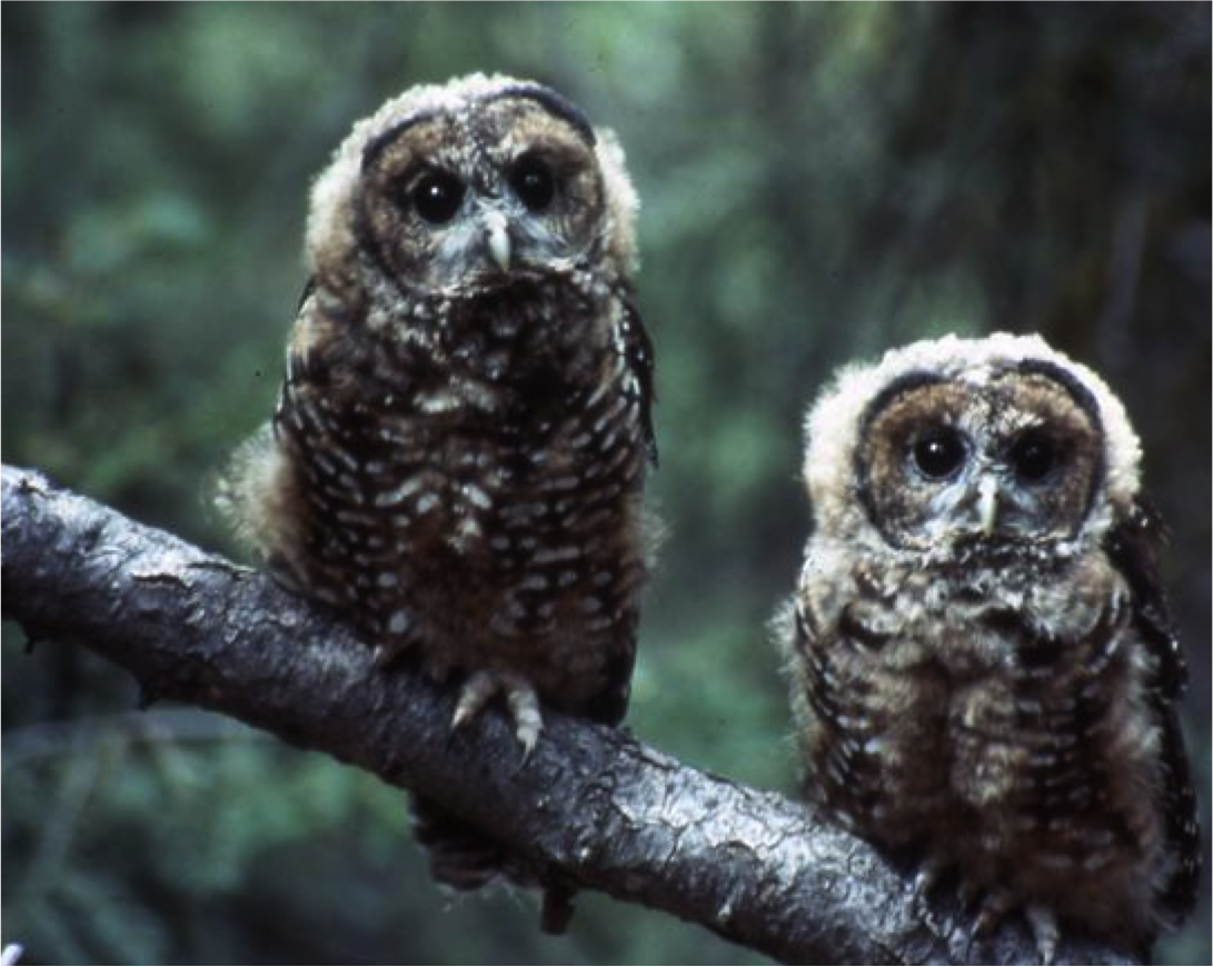 spotted owls