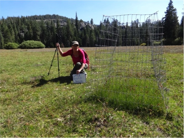 overgrazing utilization cage