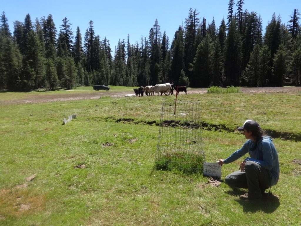 Cows livestock grazing public lands