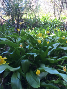 Tuolumne fawn lily