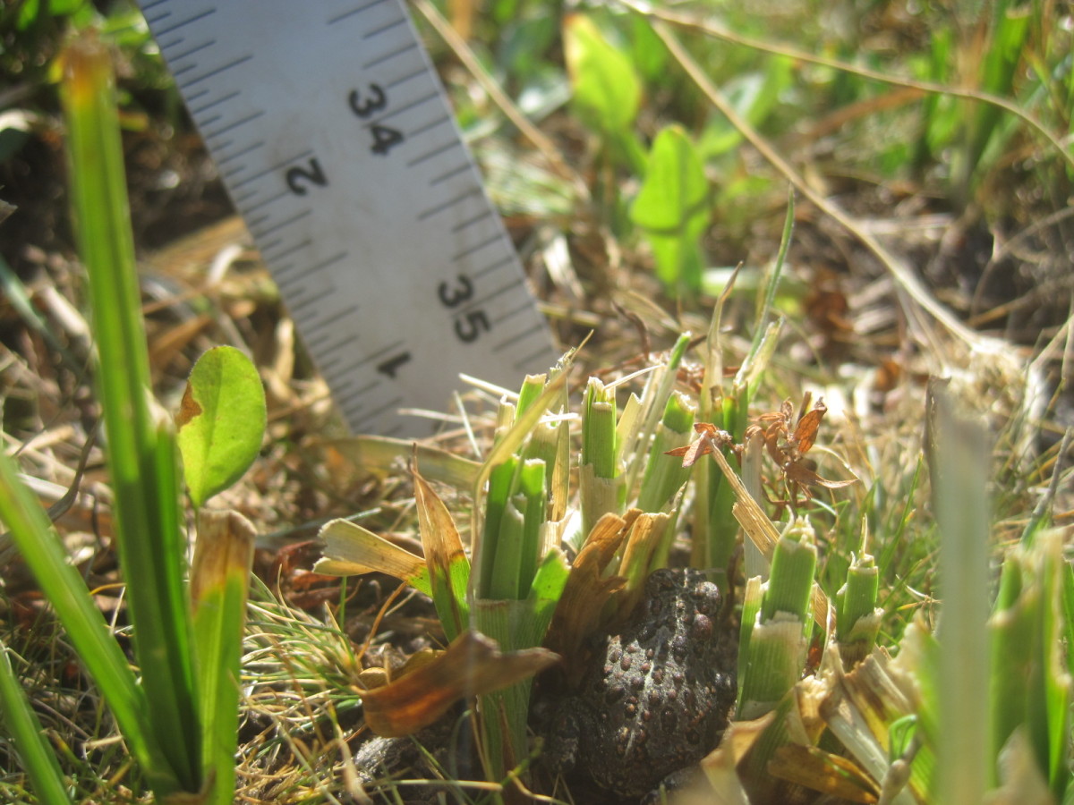 Juvenile Yosemite toad