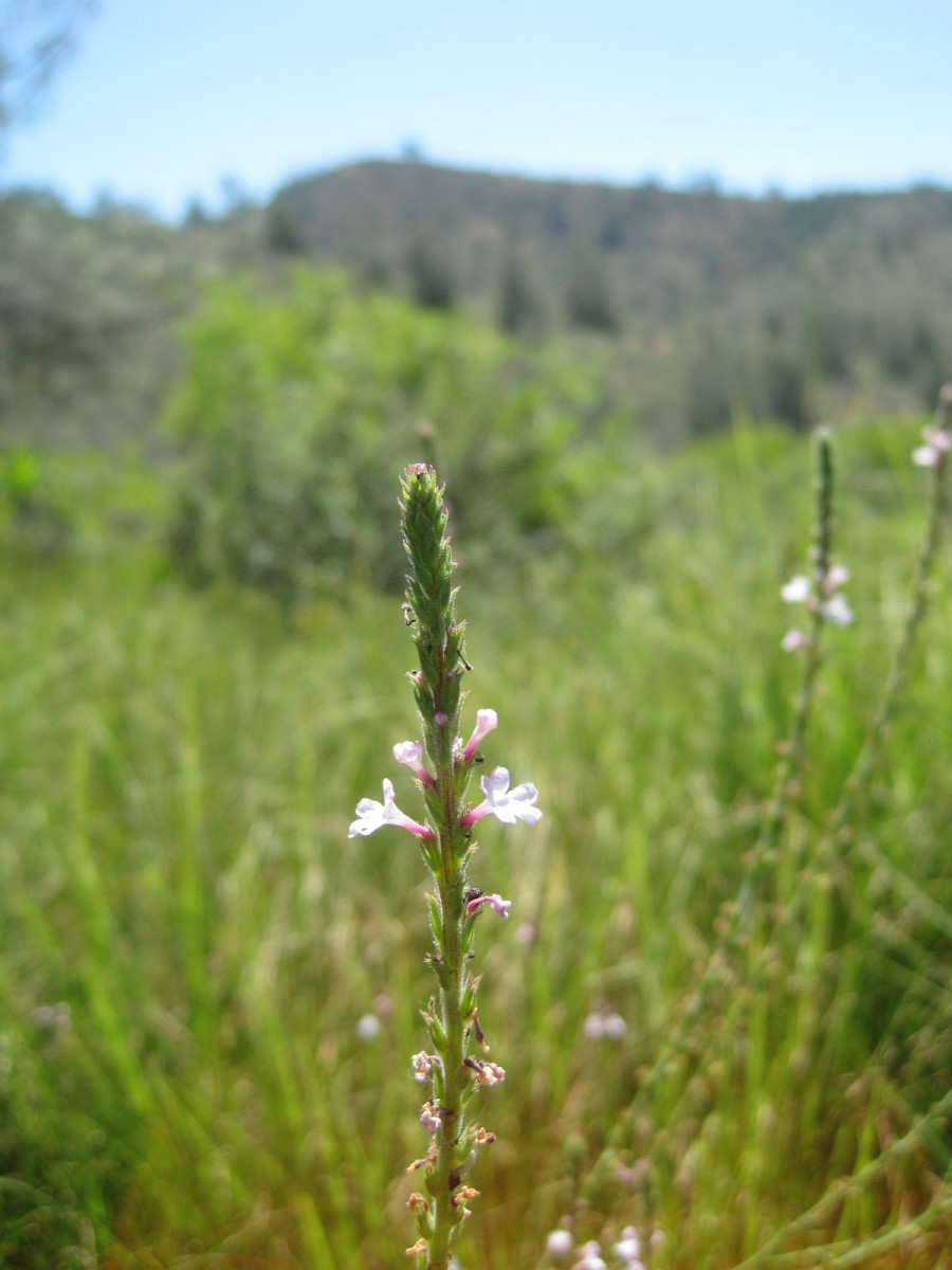 California verbena