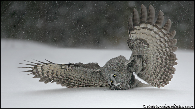 great gray owl