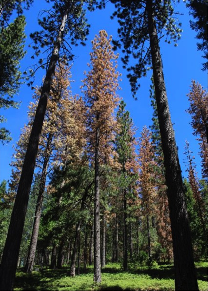 Conifer mortality beetle kill