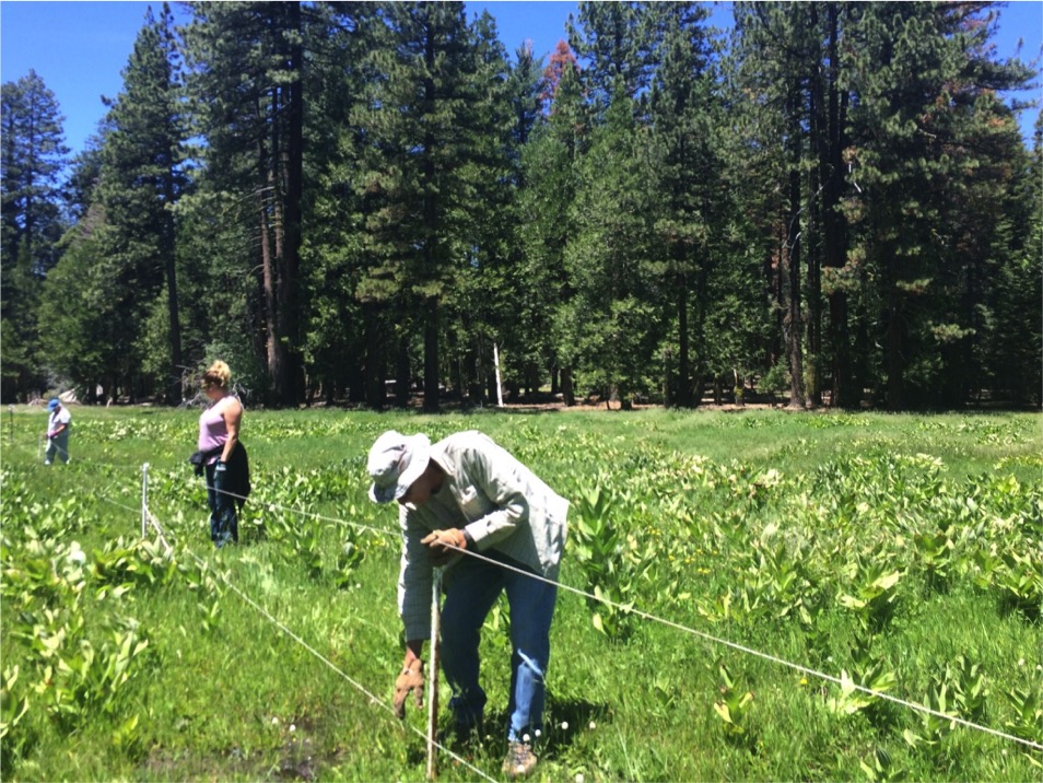 Volunteer meadow fencing