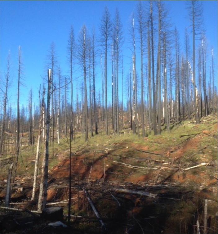 High Severity Burn in Rim Fire