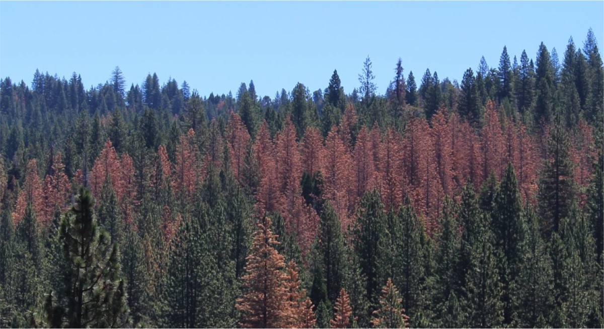 Bark Beetle Tree Mortality