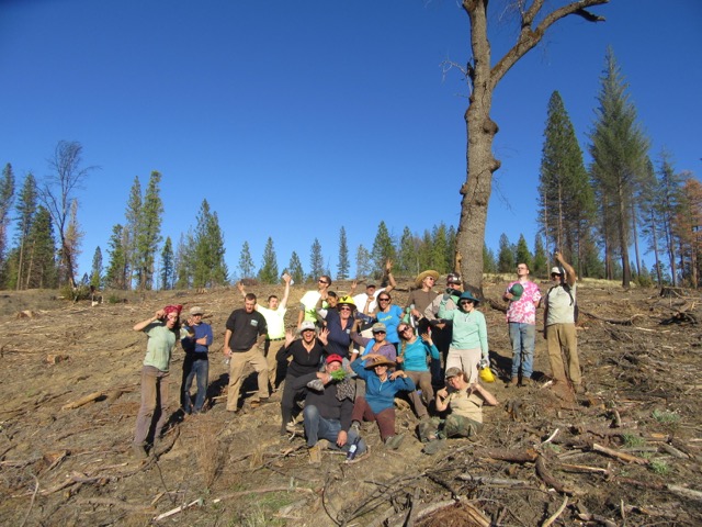 Volunteer conifer seedling planting